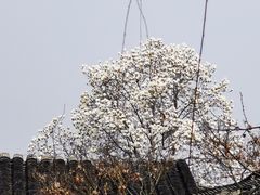 -艺圃