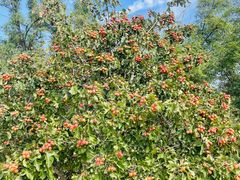 -武清南湖绿博园