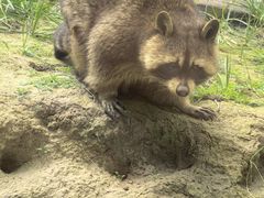 -青藏高原野生动物园