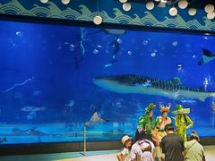 -烟台海昌鲸鲨海洋公园