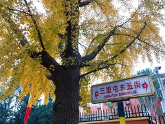 -三里屯东五街银杏大道
