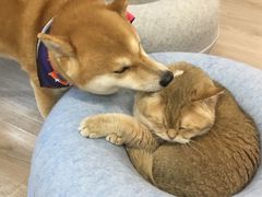 -柴迷FANS CLUB·柴犬狗咖·猫咖