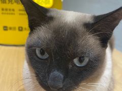 -藏猫猫咖啡主题馆(中央大道店)