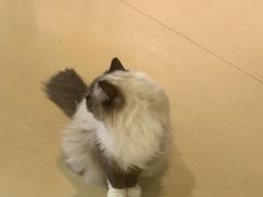 -藏猫猫咖啡主题馆(中央大道店)