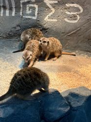 -Zoolung Zoolung动物主题公园(海信广场店)