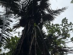 -呀诺达热带雨林