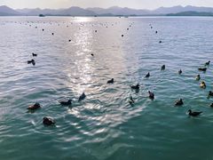 -西湖游船