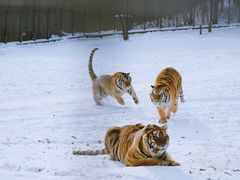 -横道河子东北虎林园