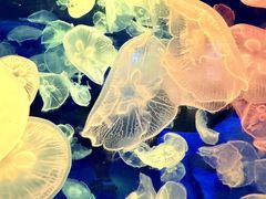 -多彩贵州城极地海洋世界