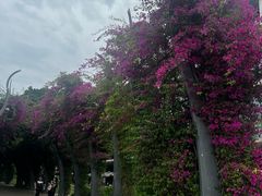 -布里斯班南岸公园
