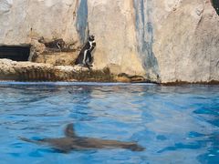 -帝企鹅自助餐厅•儿童岛•真企鹅(长隆企鹅酒店)