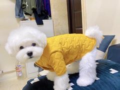 -萌宠之家·腊肠犬·马尔泰·小体犬舍