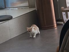 -飞行喵MR PILOT|猫舍·猫咖(静安大融城店)
