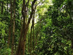 -铁山坪森林公园