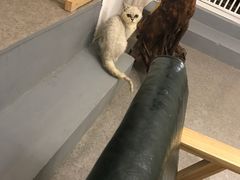-豆老板的猫咖啡(碑林博物馆店)