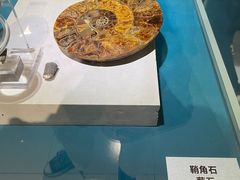 -青岛贝壳博物馆