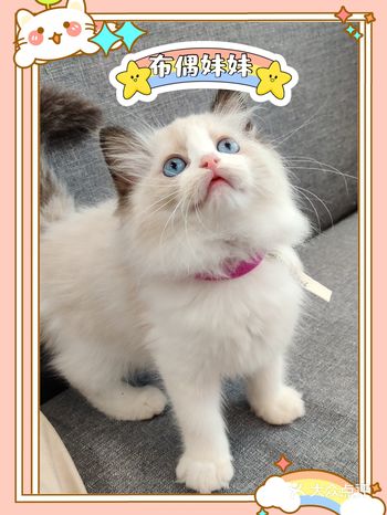 快来领养你的猫主子吧《第一期》