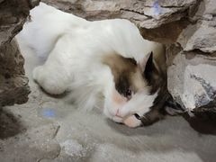 -白兔子密室(长寿路店)