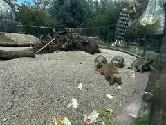 -哈尔滨北方森林动物园