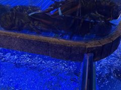 -鸽子侯·家宴·平价海鲜(绿地店)