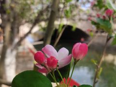 -海棠花溪(元大都城垣遗址公园)