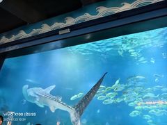 -烟台海昌鲸鲨海洋公园