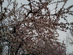 -桃花堤公园