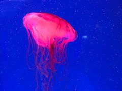 -芜湖新华联大白鲸海洋公园