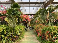 -呀路古热带植物园