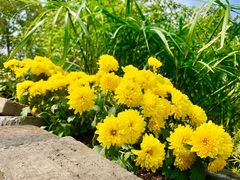 景点-鹅湖玫瑰文化园