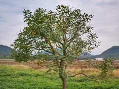 -风云岭森林公园