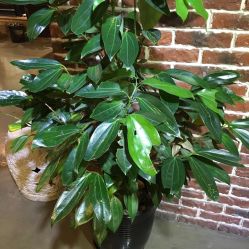 小P老师-pstyle造型(五道口梦想店)-P.STYLE 派斯造型