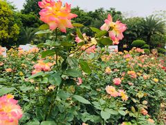 -番禺大夫山森林公园