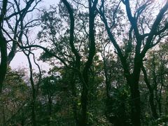 -紫金山山顶公园