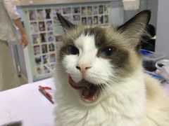 -喵的天空名猫咖啡馆·撸猫·猫舍·用品