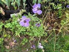 iphone_upload_pic-上海鲜花港
