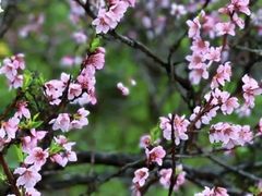 -南汇桃花村