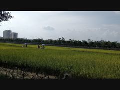 -光明小镇欢乐田园