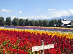 -富田农场