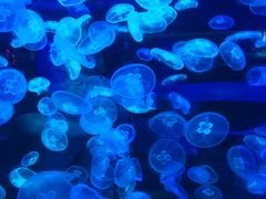 -多彩贵州城极地海洋世界