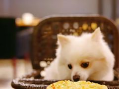 -百好乐宠物友好餐厅(朝外大街店)