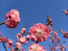-梅花山(明孝陵内)