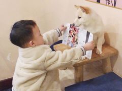 -喜柴咖啡·柴犬狗咖