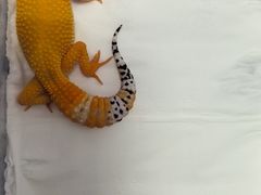 -酷以爬仙阁实体爬宠店·守宫·蜥蜴·专业繁育