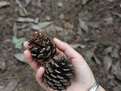 -铁山坪森林公园