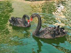 -行者书屋大堂吧 ·下午茶(南京圣和府邸酒店)