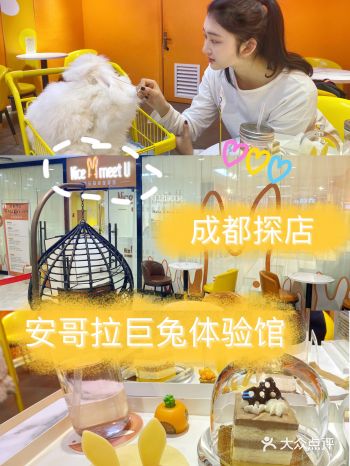 成都撸兔兔好去处 安哥拉巨兔