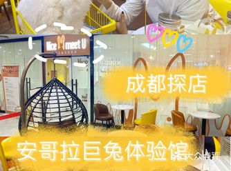 成都撸兔兔好去处 安哥拉巨兔