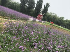 -北京东方普罗旺斯薰衣草庄园