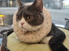 -和它·交个朋友·狗咖猫咖(爱琴海店)